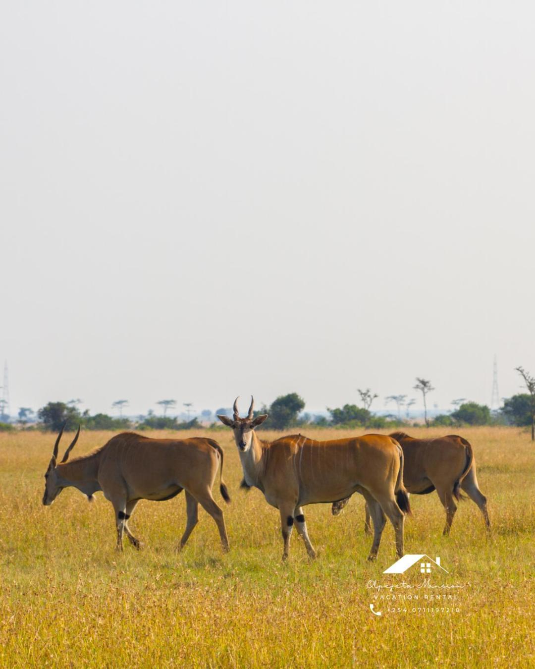 Ol Pejeta Mansion Villa Nanyuki Buitenkant foto