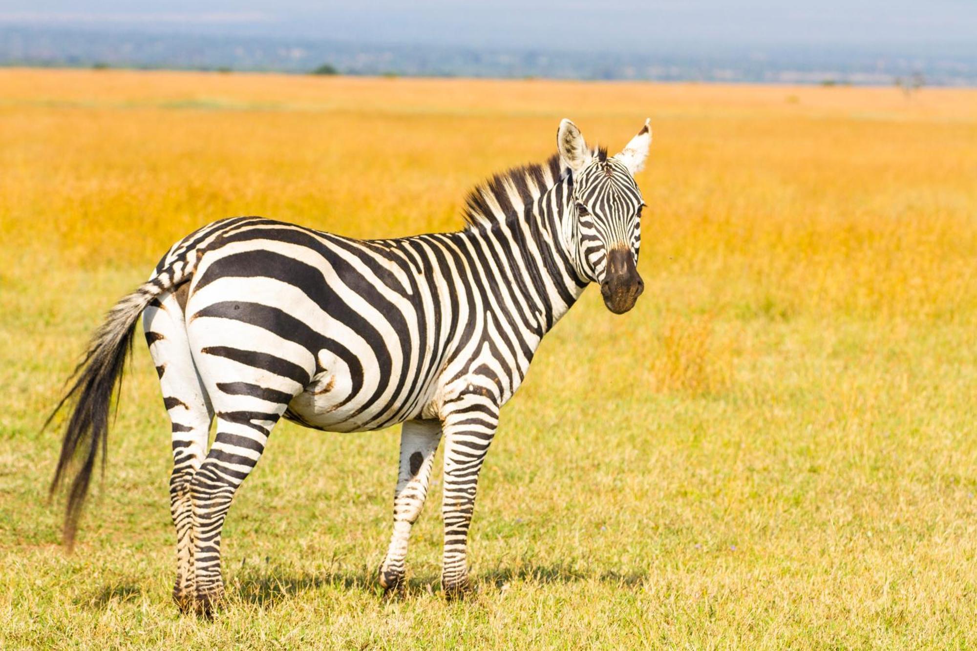 Ol Pejeta Mansion Villa Nanyuki Buitenkant foto